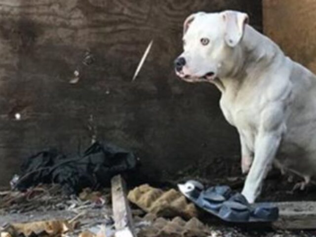 La cagnolona che era rimasta sola dopo la dipartita del suo padrone è stata finalmente liberata dal suo incubo