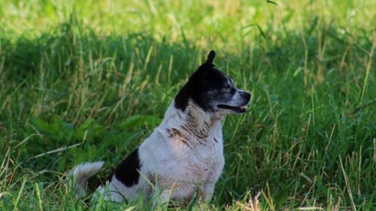 cane bianco e nero seduto in giardino 