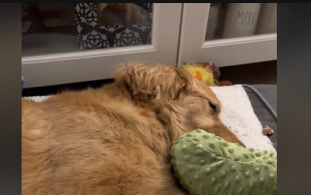 Il cane si comporta in modo strano: “Ha mangiato una caramella alla cannabis per sbaglio, è strafatto”