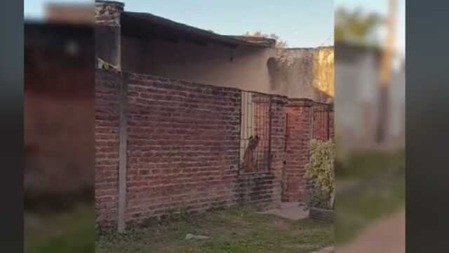 Cane stratega: non appena la proprietaria si gira fa la cosa più assurda per essere libero