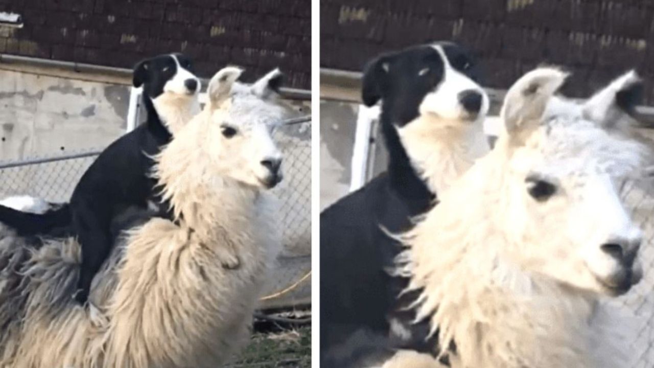 cane bianco e nero su un lama 