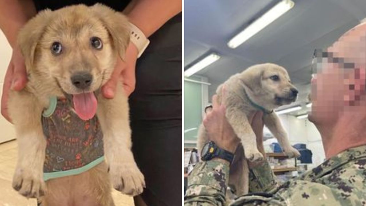 cane in braccio ad un uomo con gli occhiali