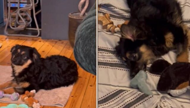 Cane triste adottato, in una settimana Tassu diventa felice