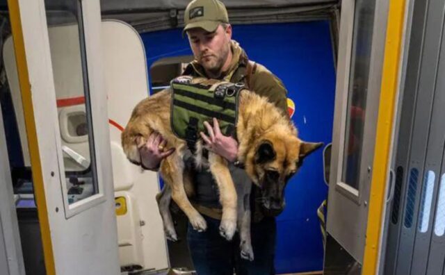 L’ultimo viaggio in aereo di questo cane è straziante, ma lui rimarrà per sempre nei cuori di tutti (VIDEO)