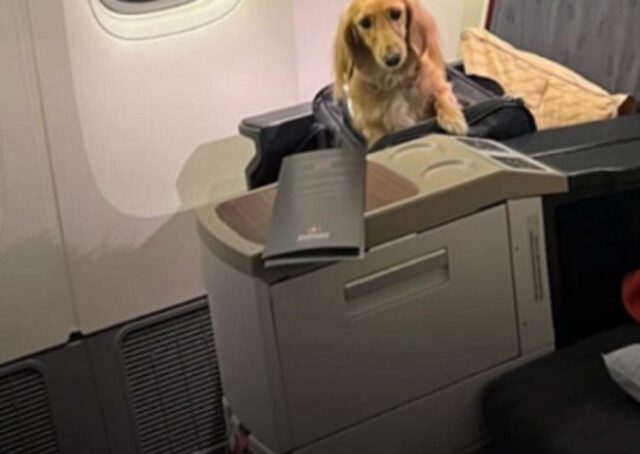 Che lusso! Questo cane viaggia in prima classe e si fa letteralmente invidiare da tutti