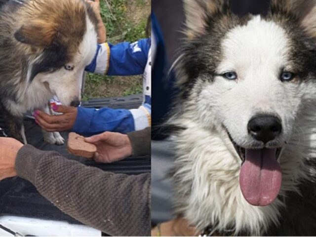 Una storia meravigliosa: questo Husky è stato salvato in Turchia, dopo 23 giorni di dolore