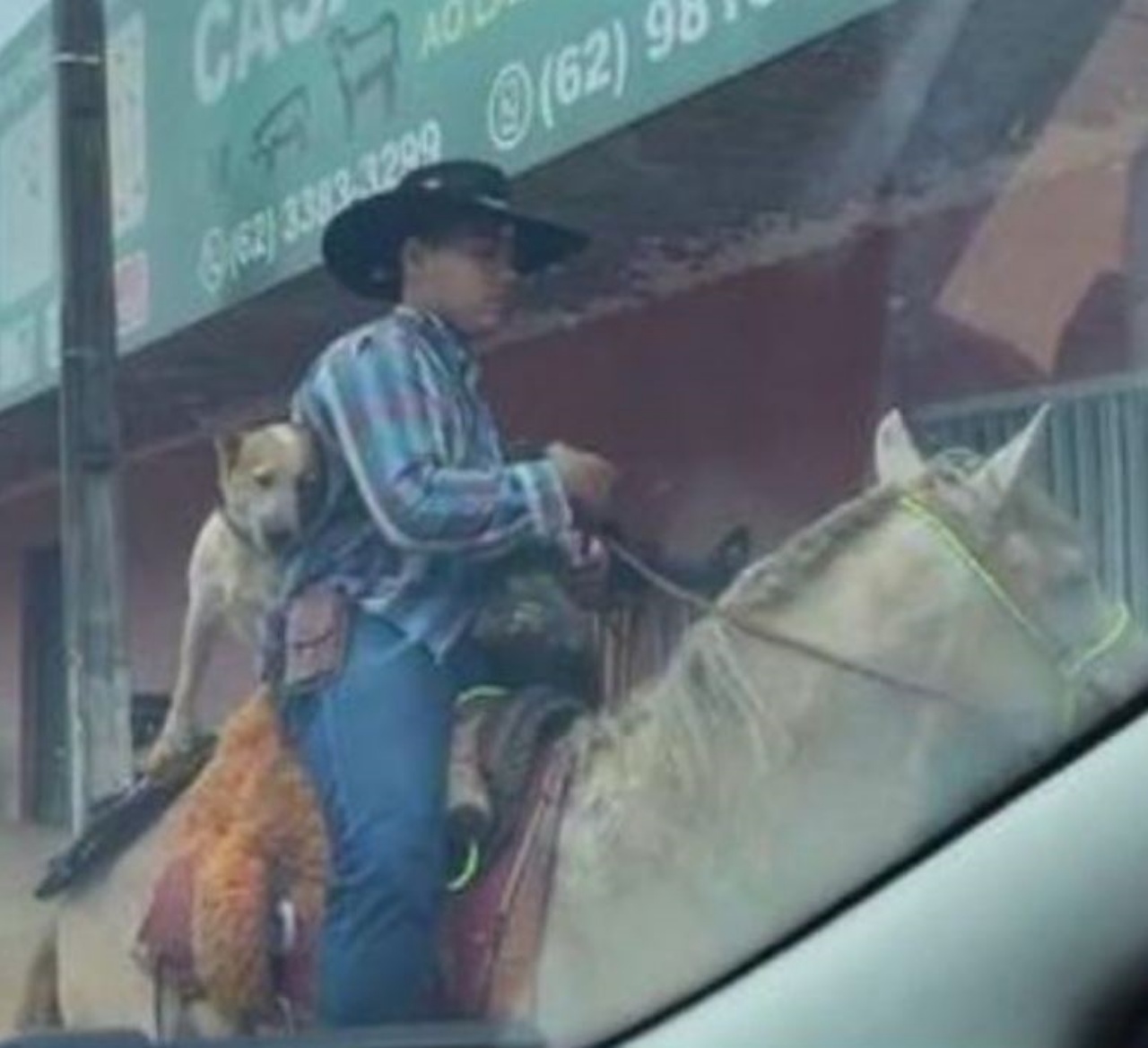 Un cane a cavallo con un uomo