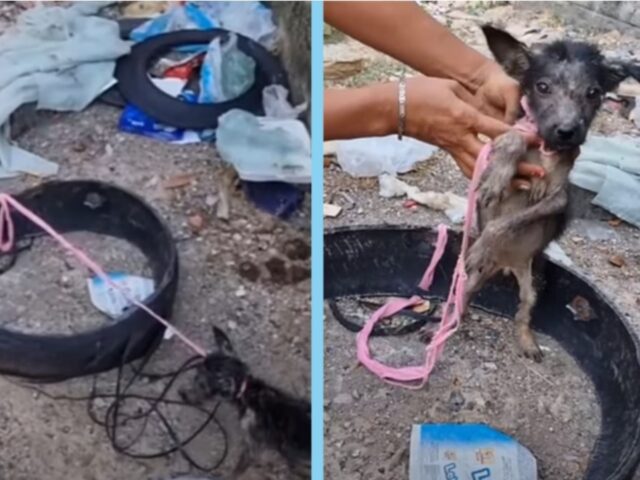 Questa cagnolina era legata in una discarica senza cibo né acqua, sperava che qualcuno la salvasse