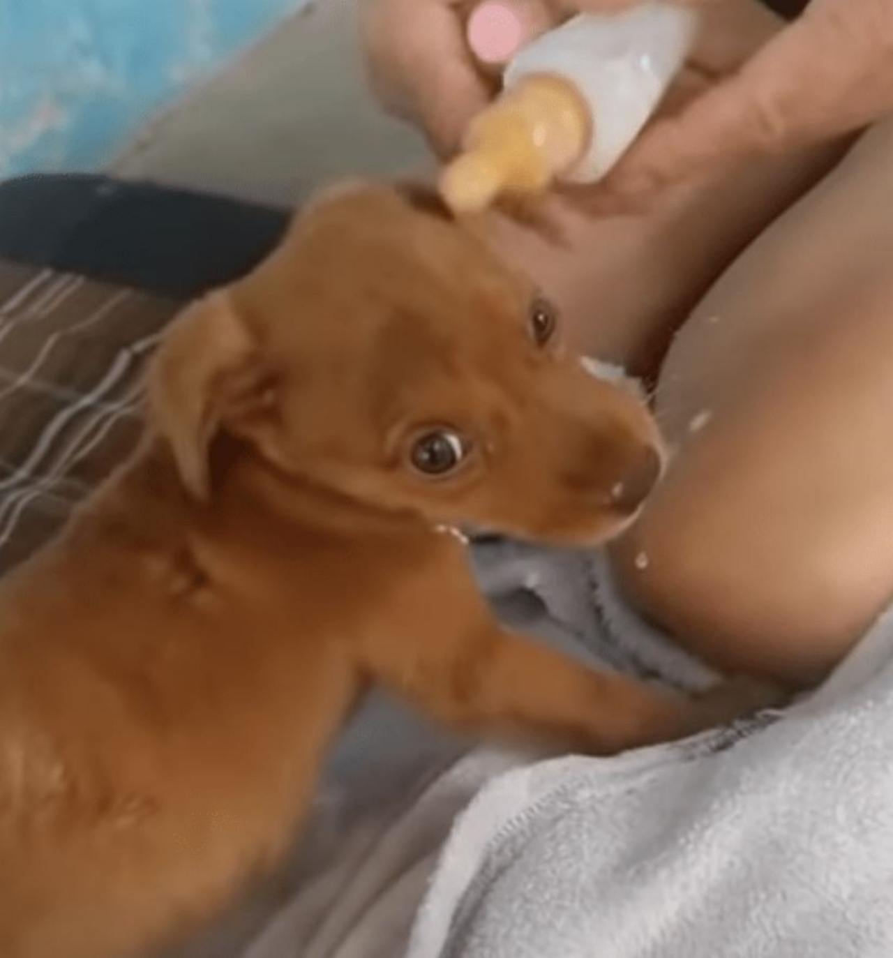 Un cagnolino che beve il latte