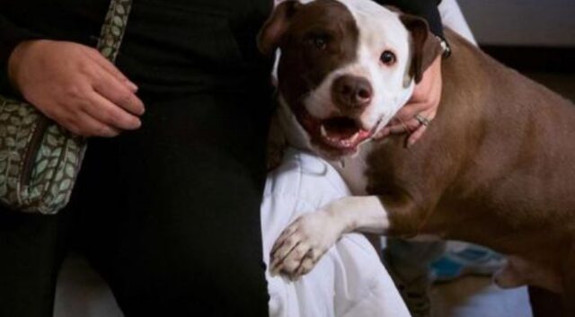 Sì, è tutto merito di questo cane eroe se una bambina di solo 1 anno è ancora viva