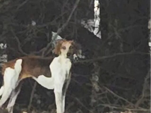 Per settimane una donna non ha badato a spese pur di ritrovare il suo cane che si è smarrito nella foresta