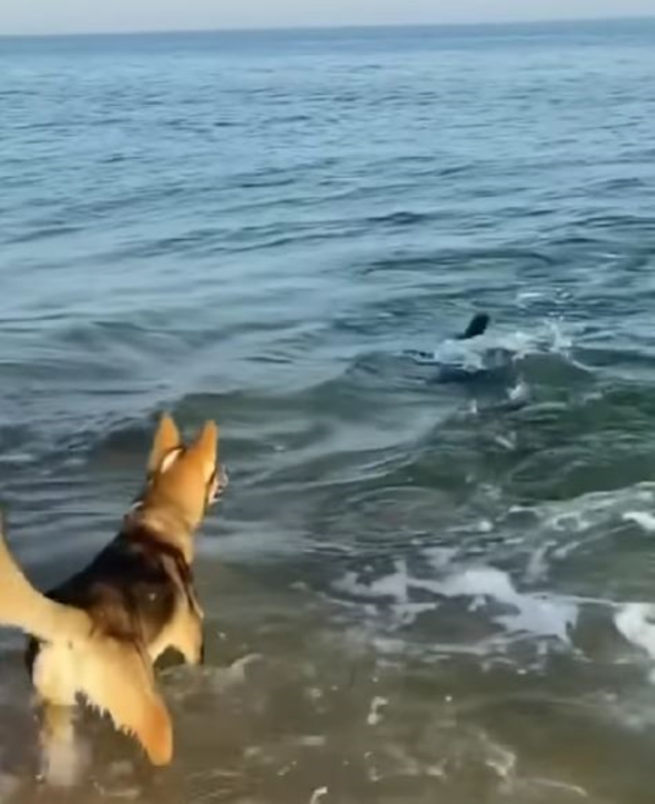 Un cane in spiaggia che corre
