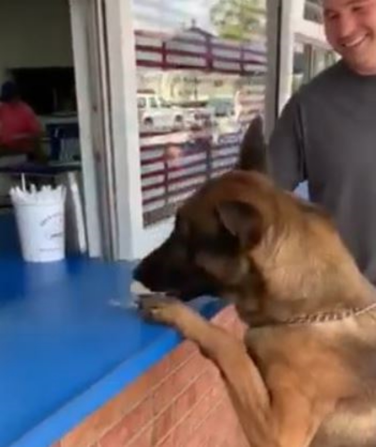 Un cane che mangia il gelato