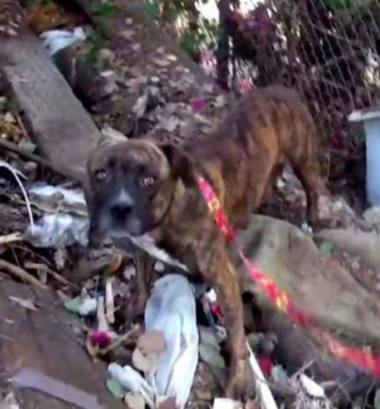 Un cane in una discarica