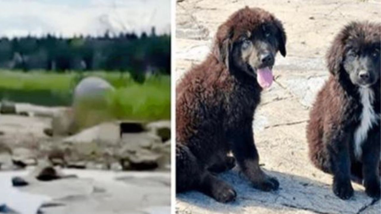 Dei cani su un isola deserta