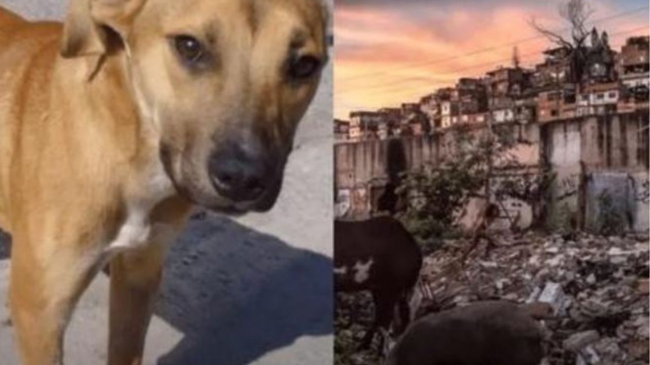 Un cane dal mantello caramello