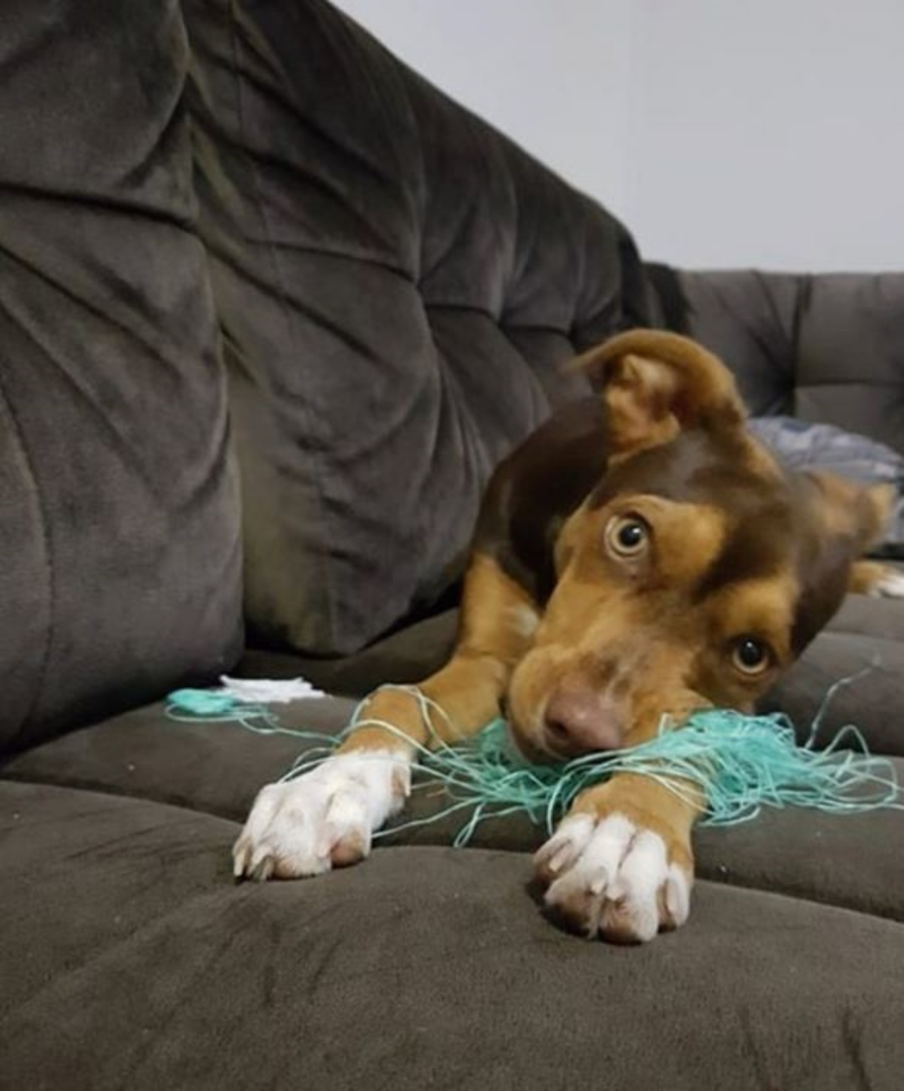 Un cane di nome Luna sul divano