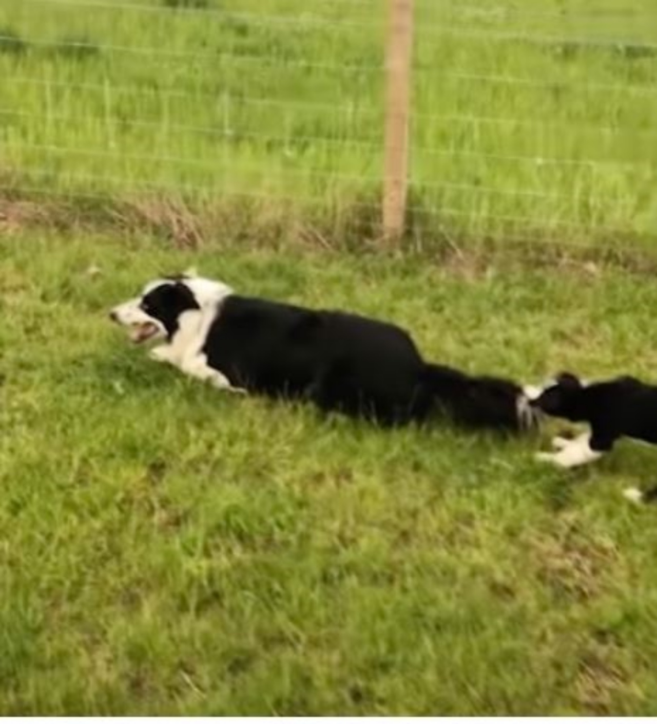 Cane Border collie con un cucciolo che gli tira la coda
