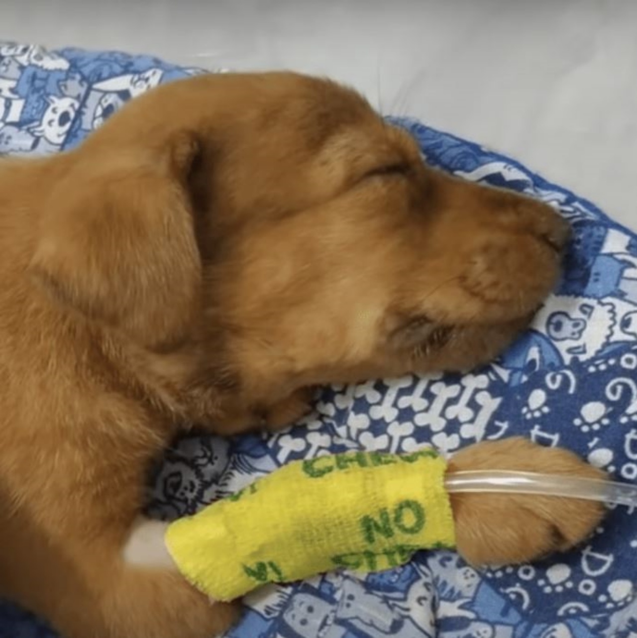 Un cane in clinica veterinaria