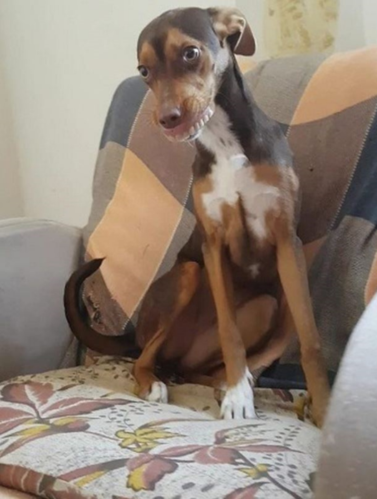 Un cane con una dentiera 