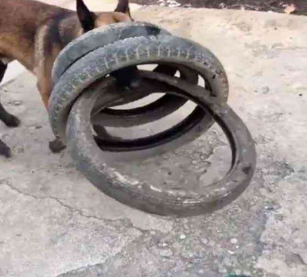 Un cane da pastore belga che mette in ordine 4 pneumatici insieme
