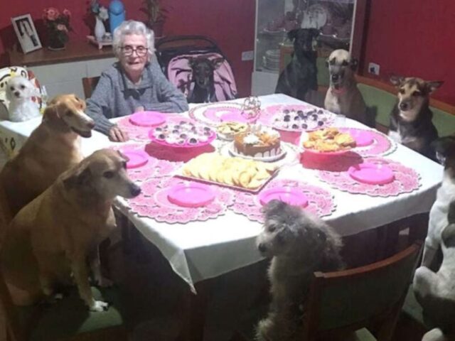 signora anziana con molti cani
