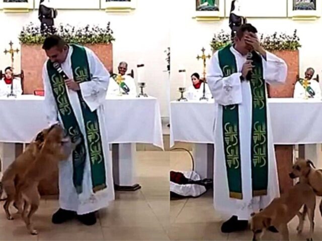 Cani che entrano nella chiesa