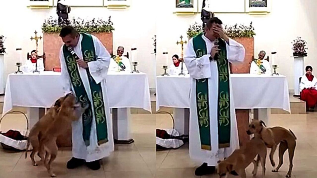 cani marroni che entrano in chiesa 