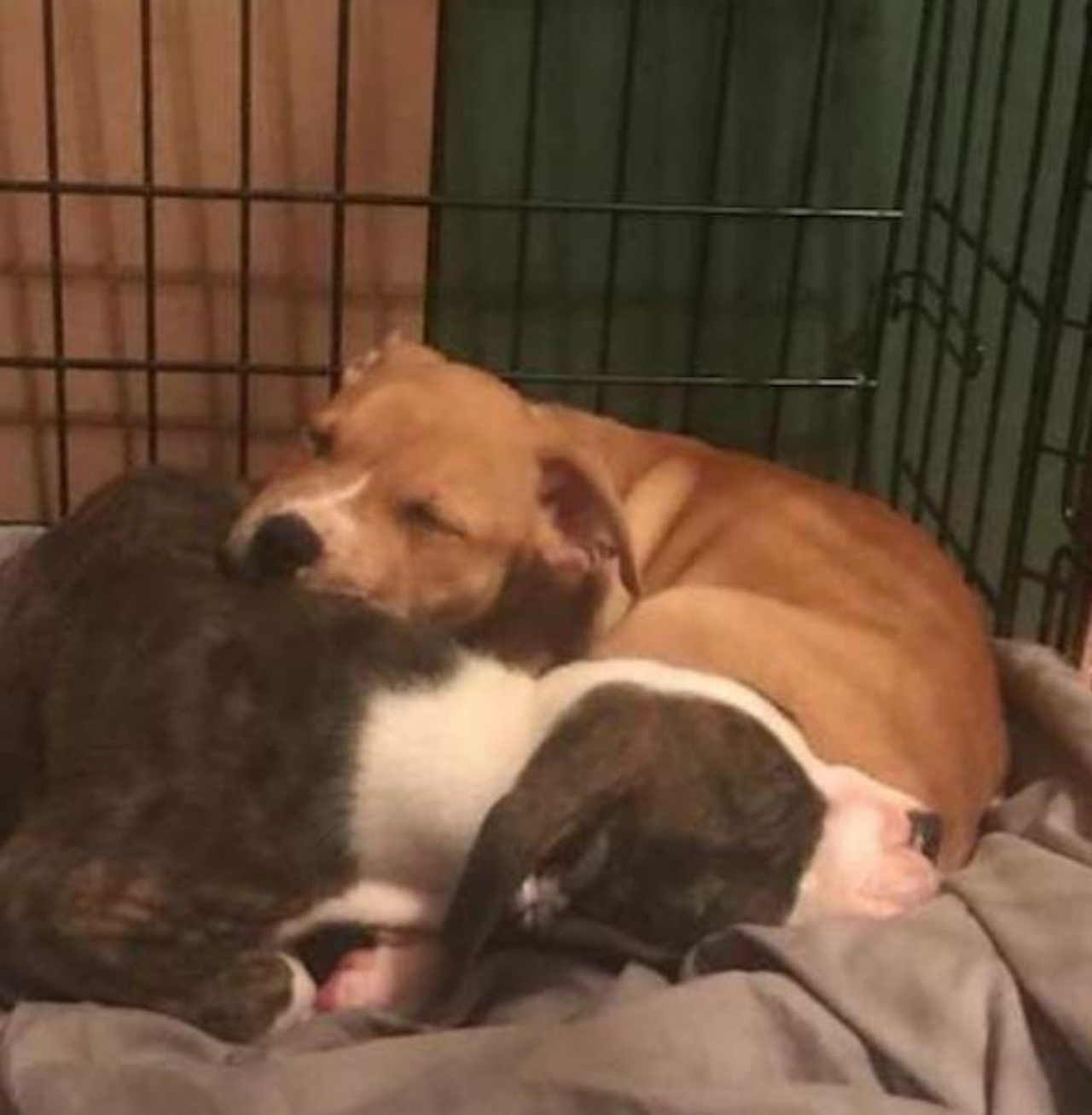 Due cani che dormono felici