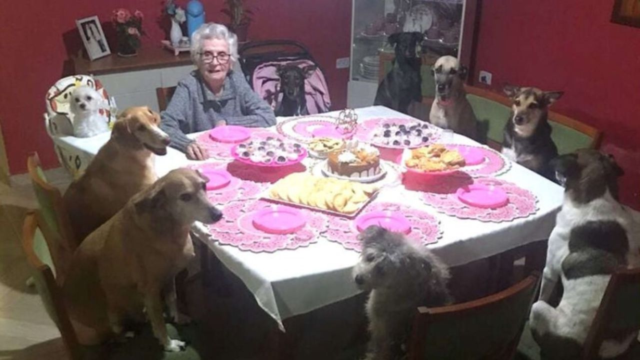 donna anziana circondata da cani 