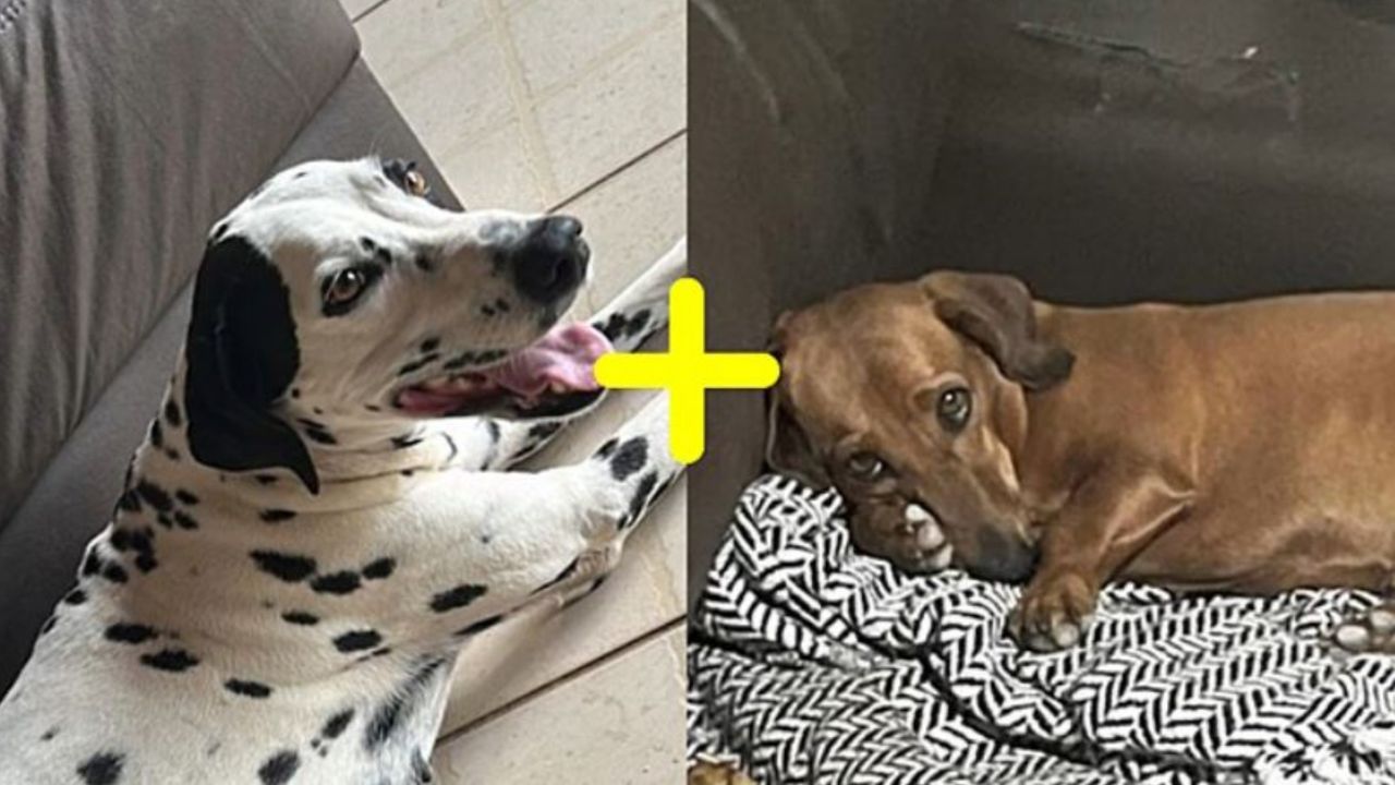 Un cane Bassotto e un Dalmata