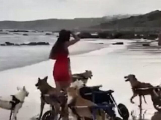 18 cagnolini disabili vanno per la prima volta in spiaggia grazie al grande cuore di una donna speciale