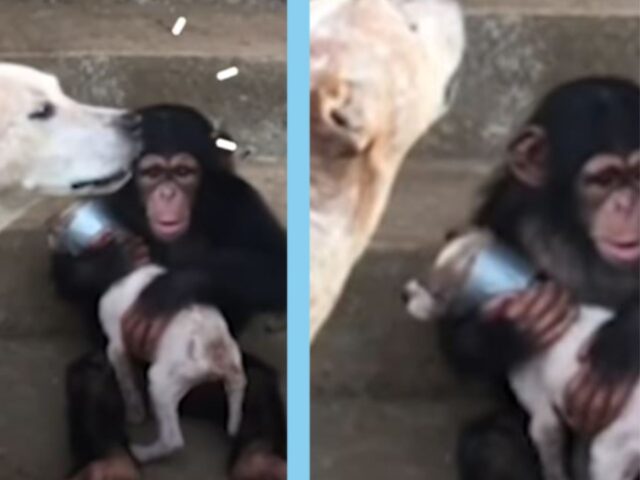 Il cucciolo di cane morente sembrava spacciato, ma è stato adottato da uno scimpanzé