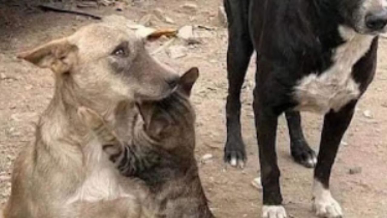 gatto tigrato che abbraccia un cane