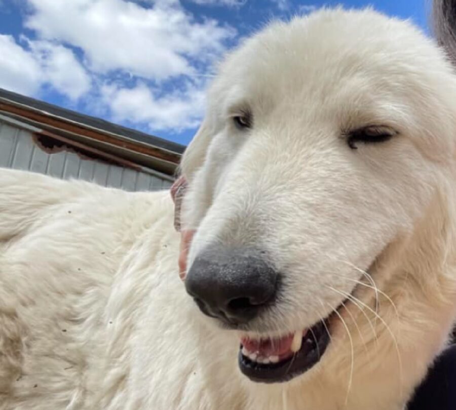 cane bianco pelo