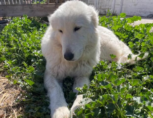 Carbonara di Bari, Bella si è smarrita mentre era al pascolo col gregge, cercasi cagnolina Pastore Abruzzese