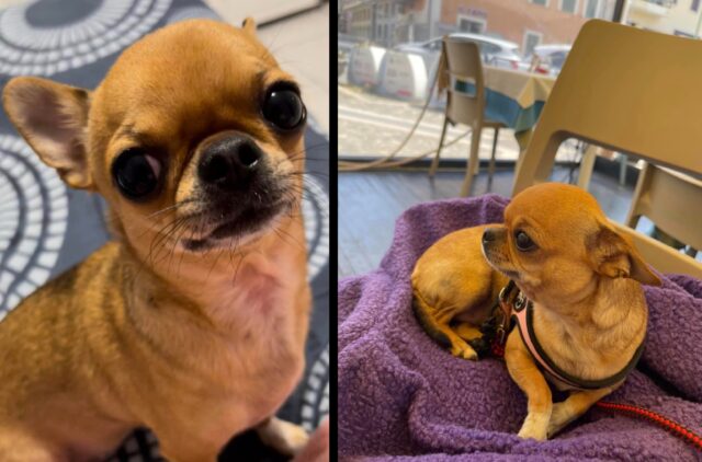 Carolei, cagnolina Chihuahua di 4 anni sparisce misteriosamente, al via le indagini per trovare Chanel