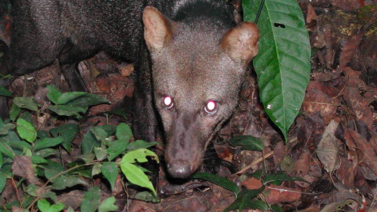 Cane fantasma in Bolivia