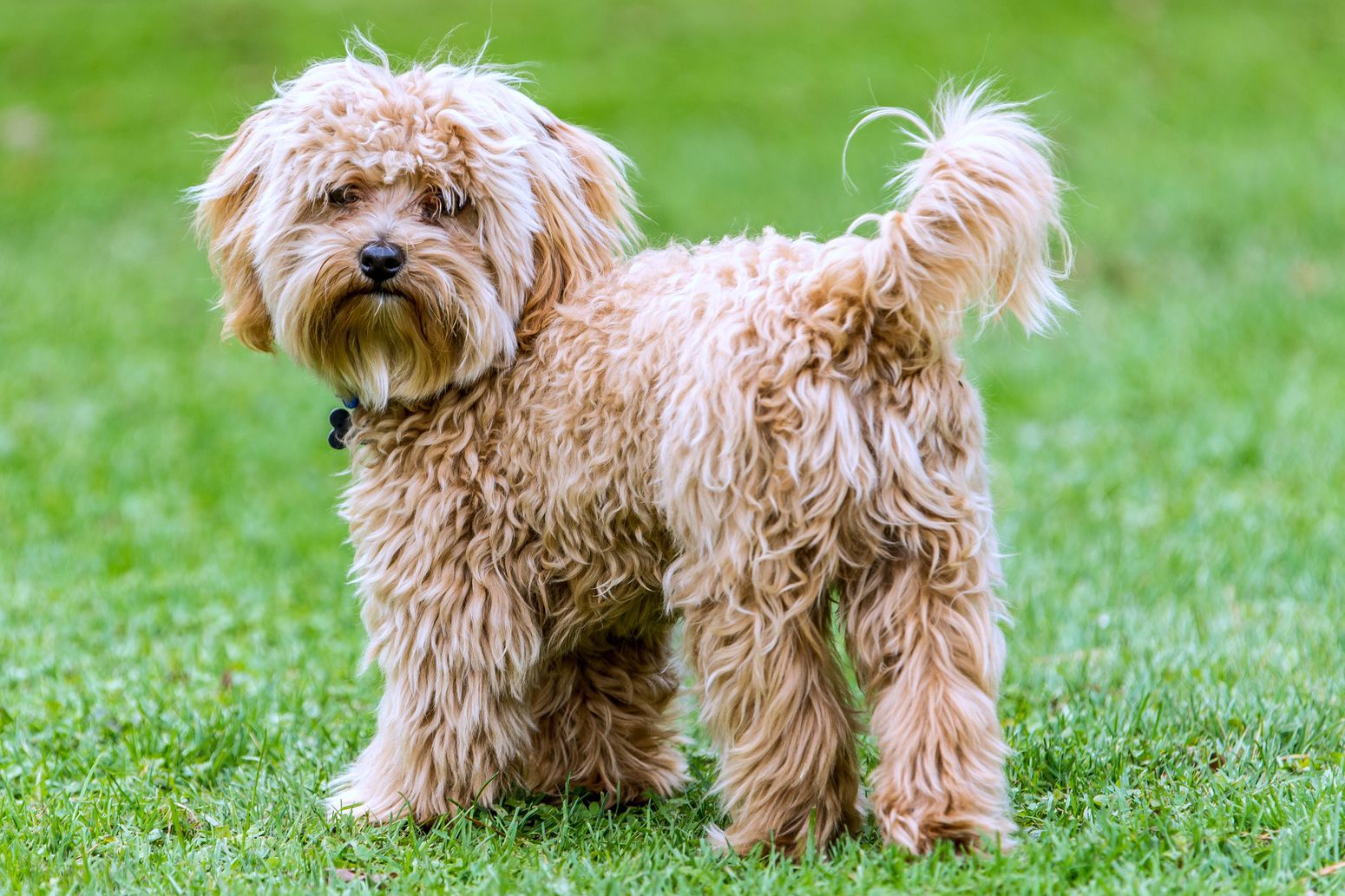 esemplare di Cavapoo su prato