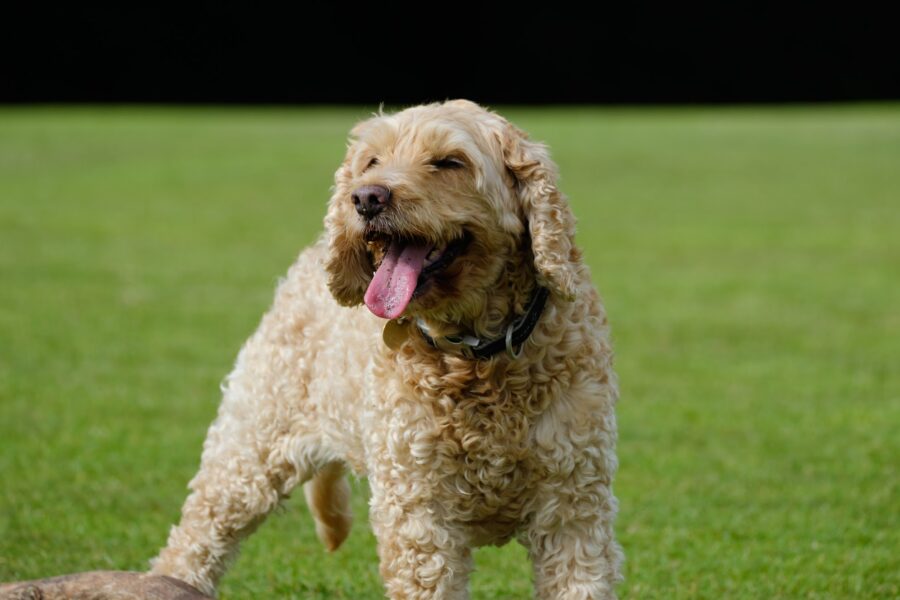 cane con lingua di fuori