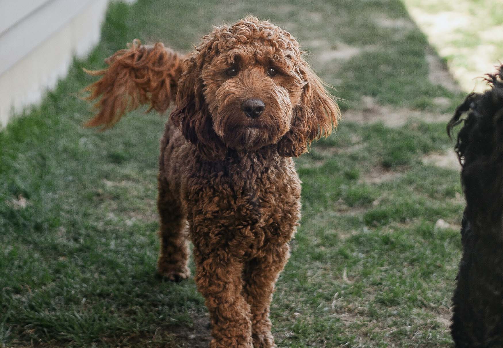 cane con pelo riccio