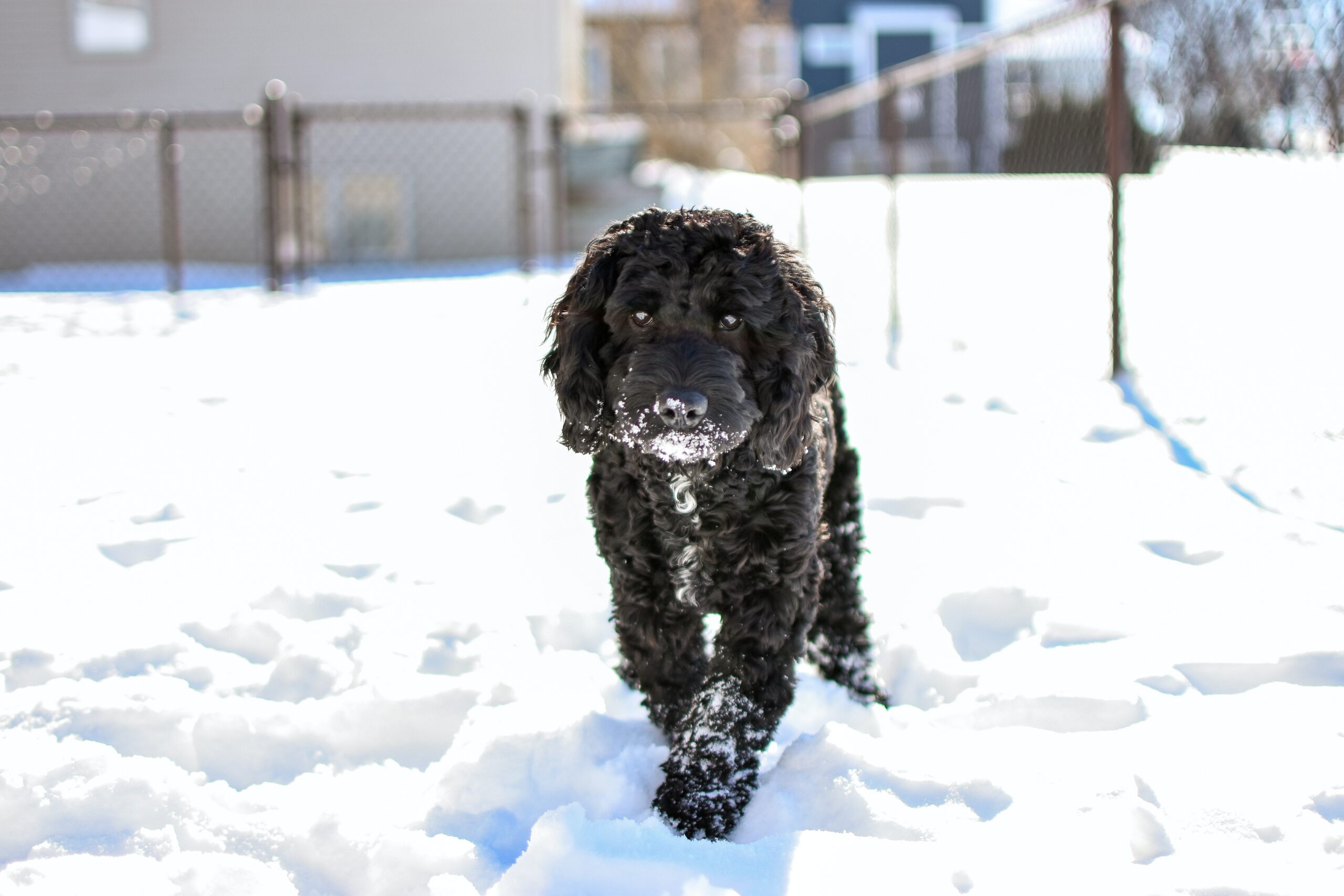 cane cammina sulla neve