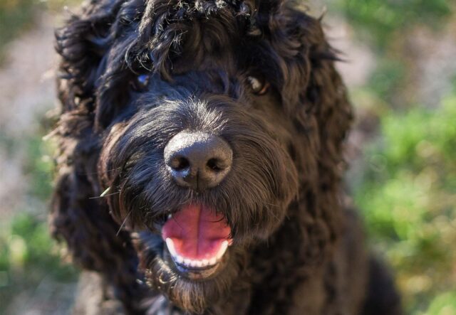 Cockapoo, carattere: pregi e difetti dell’incrocio tra Cocker e Barboncino