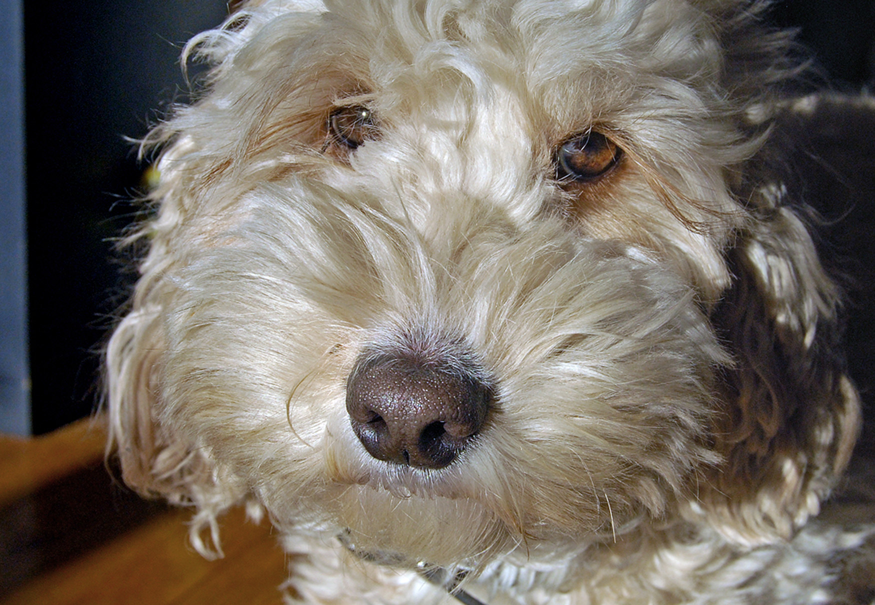 cane con pelo lungo e chiaro