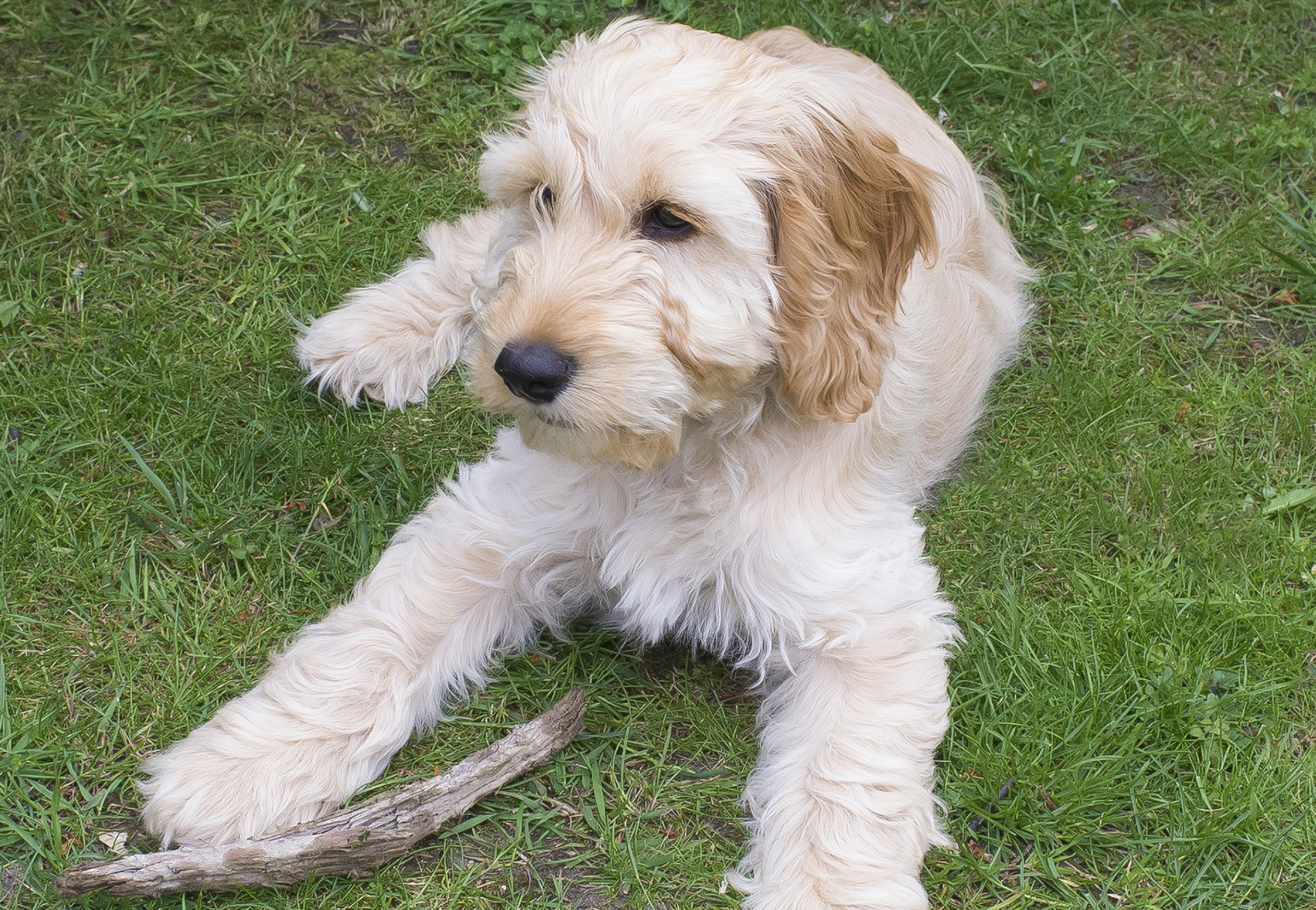 cane rilassato su prato