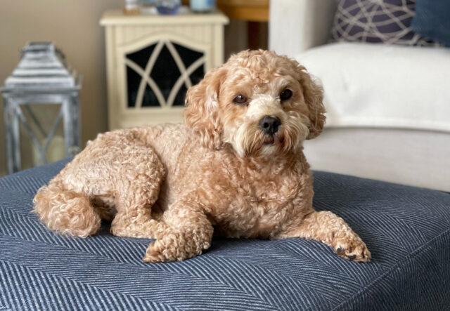 Cockapoo, toelettatura: come farla per un pelo lucido e senza nodi