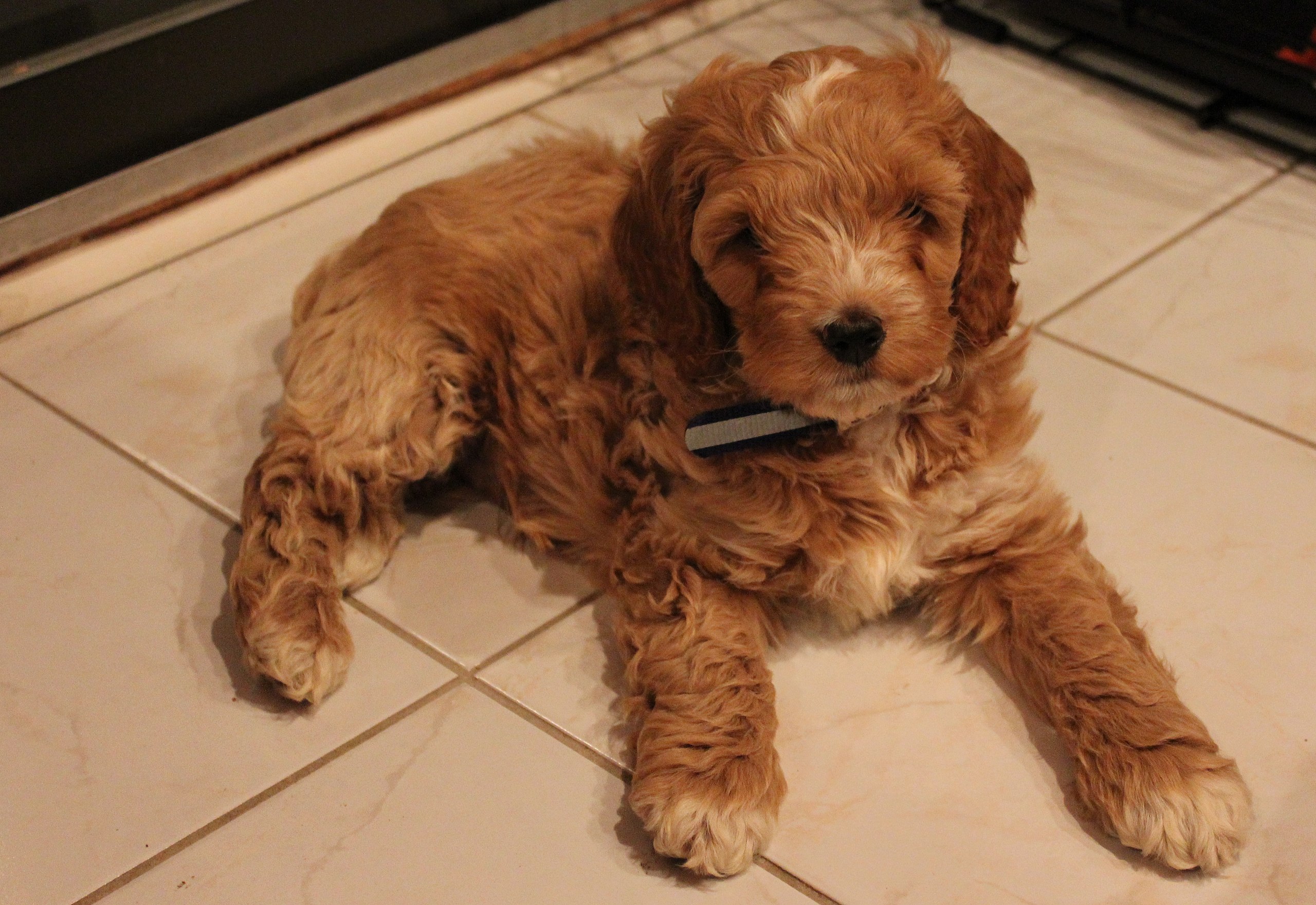 cucciolo di cane in appartamento