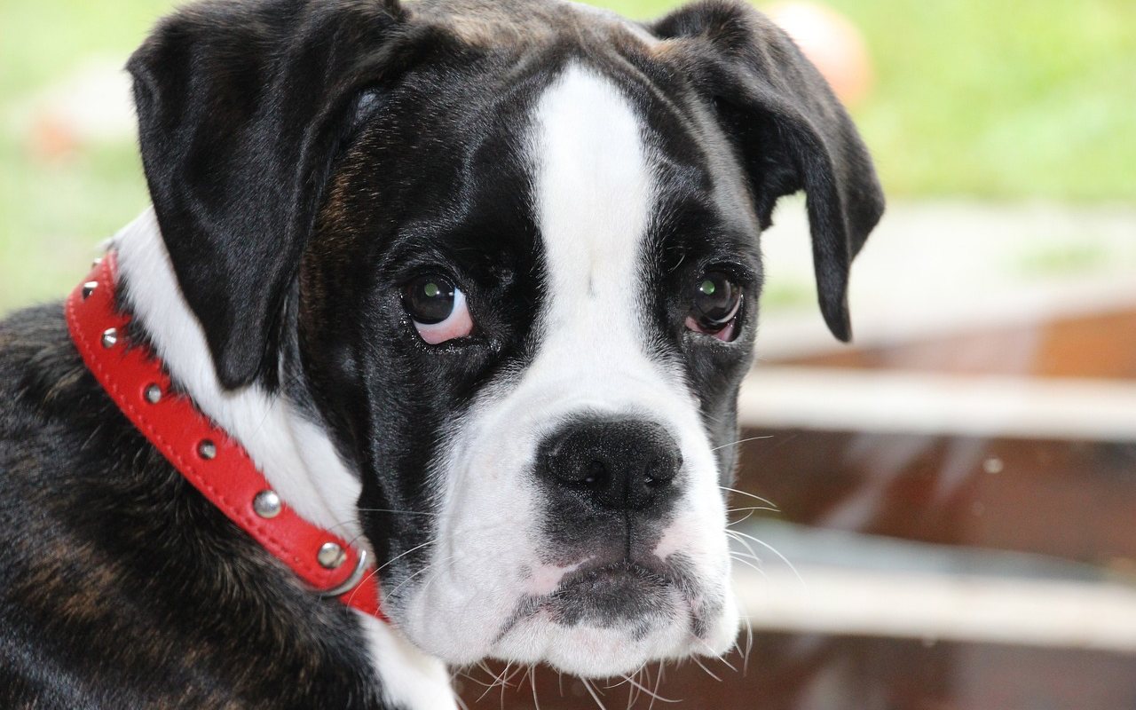 cucciolo di cane bianco e nero