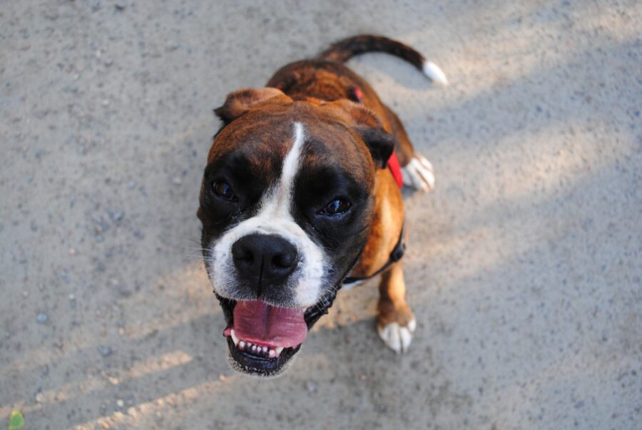 Come addestrare un Boxer al meglio: trucchi e consigli utili