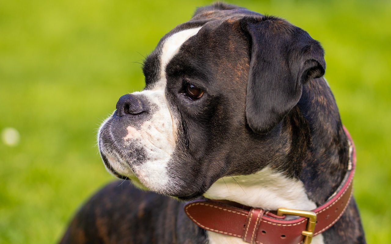 cane bianco e nero